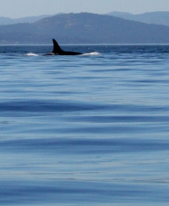 San Juan Island - killer whale 1